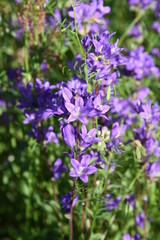 Obraz na płótnie Canvas Blue flower bells blooming in wildlife countryside meadow