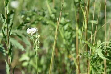 Wildlife perenial white and blue flowers and grasses in countryside blooming meadow with blue sky and some trees