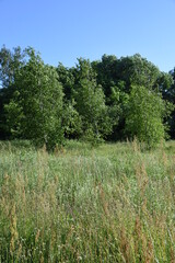 Middle summer wild field with blooming herbs and grasses and trees on background in sunny day