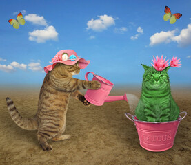 A beige cat in a straw hat gardener is watering a flowering cat cactus in a pink metal flower pot...