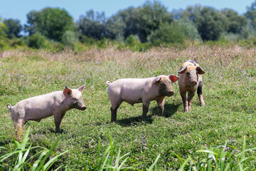 Obraz premium Three pigs with muddy muzzle the meadow