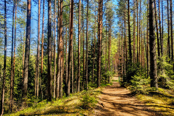 A beautiful pine forest and a walking path. Clean fresh air.