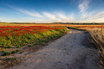 Camino de los Arenales y amapolas entre el trigo. Pinto.  Madrid. España. Europa.