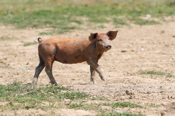 Fototapeta premium Curious brown pig in the pasture