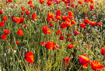 Amapolas entre el trigo. Pinto.  Madrid. España. Europa.