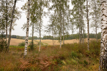 Birch, autumn forest, in cloudy weather, beautiful landscape of Finland, Scandinavian nature.