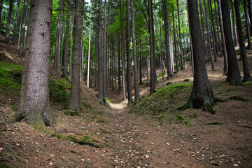 Forest Czech Republic
