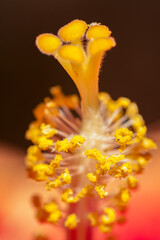 closeup of a yellow hibiscus flower