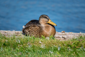 Duck sitting on a green grass near the water. Portrait of female wild duck resting on the lake coast