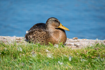 Duck sitting on a green grass near the water. Portrait of female wild duck resting on the lake coast