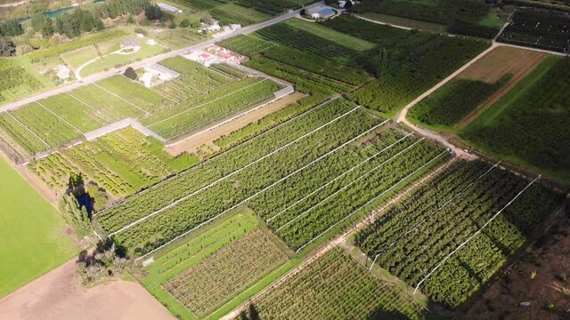 Bird's Eye View Of Verdant Cherry Trees After Harvest Season In The Cherry Plantation Near Roxburgh Village In Central Otago, New Zealand On A Sunny Morning - aerial drone