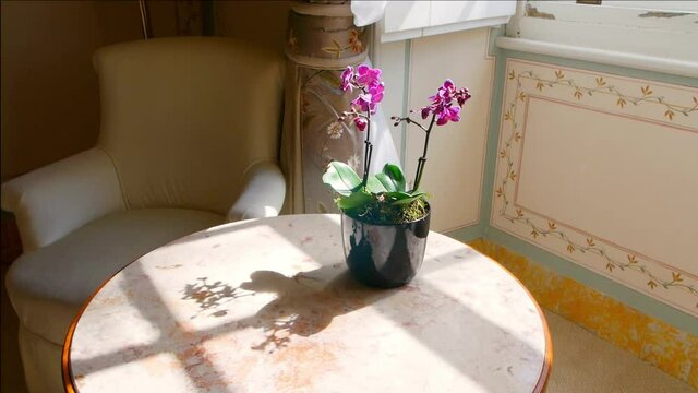 Vase with purple flower on a table by a window. Sunlight is cast through the window making shadows with the framing. The building is old and neoclassic. There is a couch in the background.