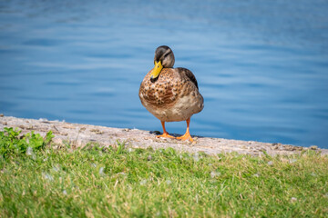 Duck on a green grass near the water. Portrait of female wild duck resting on the lake coast