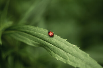 Soft style photograph of red ladybug (two black dots on sides) on green grass leaf with  blurred background.