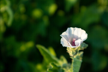 Althaea, marshmallow. Pale flower in greenery
