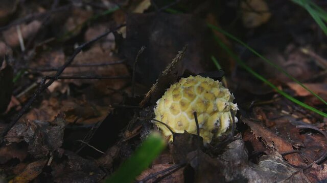 Yellowish Mushroom Begins to Sprout Among Old Leaves in the Forest.