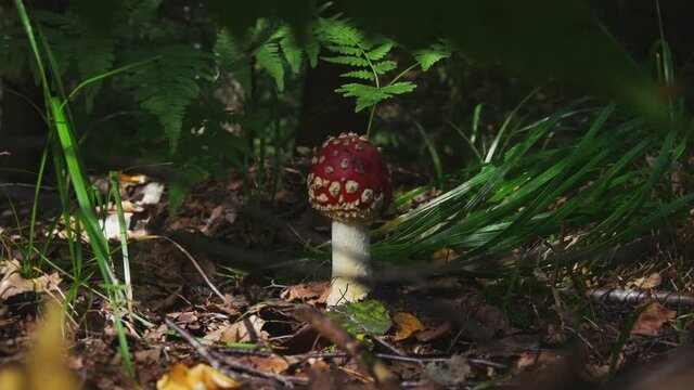 Fly Agaric or Amanita Muscaria Poisonous Mushroom With a Red Cap and White Spots in the Forest.