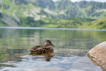 Female duck swimming in the lake during summer noon/afternoon with scening view in background in Tatra Mountains, Poland.
