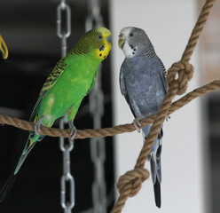 a green parrot is flirting with a blue budgie