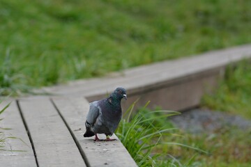 Wild wood pigeons on the city pond.
