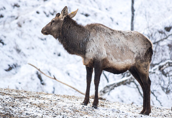 View of maral (Cervus elaphus sibiricus)
