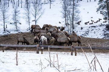 View of marals (Cervus elaphus sibiricus)