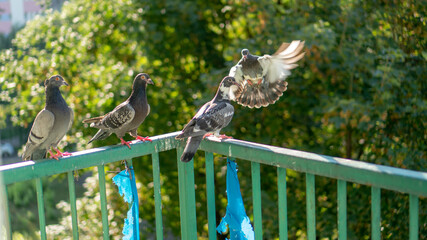 The family of domestic pigeons, sitting on the rail of the balcony and teaching young ones how to fly. Wroclaw, Poland 
