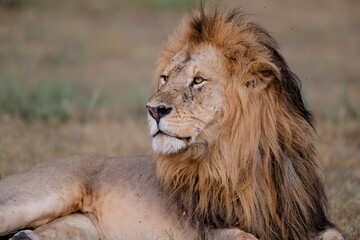 Fototapeta na wymiar Portrait of a Lion male in the Masai Mara in Kenya