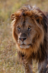 Naklejka na ściany i meble Portrait of a Lion male in the Masai Mara in Kenya