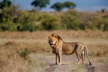 Lion Male standing in the Masai Mara in Kenya