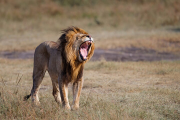 Lion Male yawning in the Masai Mara in Kenya