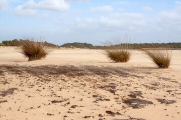 Perennial grass tufts in shifting sand dunes in one of the largest free moving sand dune areas in...