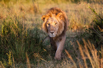 Lion Male walking in the Masai Mara in Kenya