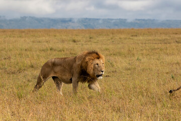 Fototapeta na wymiar Lion Male walking in the Masai Mara in Kenya