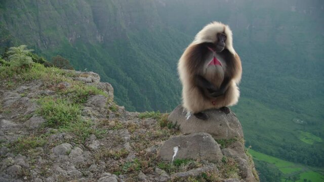 Gelada monkey coming to sit at the edge of rock overlooking lush green valley