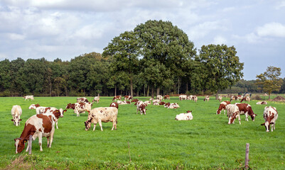 Friesian red and white cows grazing in Brabant, Netherlands