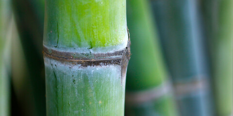 close up of green  bamboo sticks  in the rainforest 