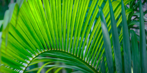 close up of green  leaves in the rainforest 