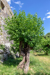 Old tree in garden at Banne village in Ardeche France
