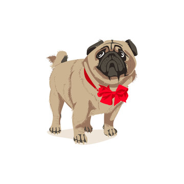 Cute pug dog in bow tie. Adorable friendly purebred chubby domestic pet animal wearing elegant classic elegant accessory cartoon vector illustration isolated on white background