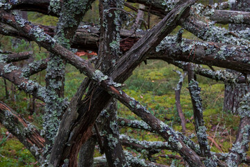 Many baked branches of an old fallen tree. The wood has darkened, cracked and rotted from time and the influence of nature. Background. Texture.