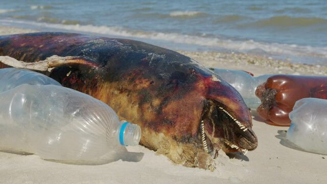 Dolphin thrown out by the waves lies on the beach is surrounded by plastic garbage. Bottles, bags and other plastic debris near is dead dolphin on sandy beach.