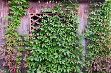 Naklejka na ściany i meble The window of an old house covered with ivy