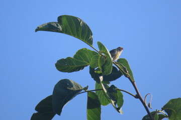 European serin standing on the highest point in a tree singing