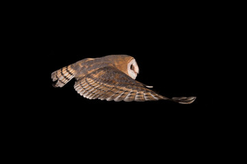 Flight dynamics of the Barn Owl (Tyto alba)