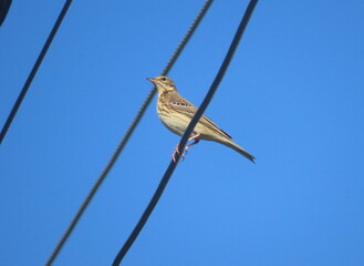 Song trush (Turdus philomelos) standing on a wire