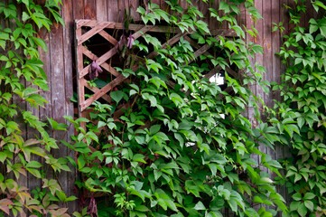 Window of an old house covered with ivy, close-up, side view