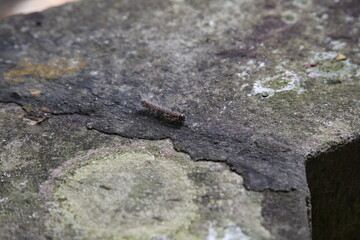 A caterpillar on the stone
