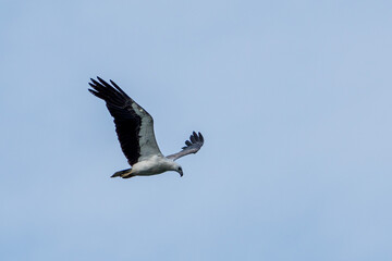White-bellied sea eagle flying in the air.