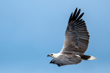 White-bellied sea eagle flying in the air.